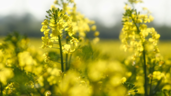 UK Is Tackling Biodiesel Production